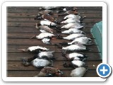 111210a_duck_hunt