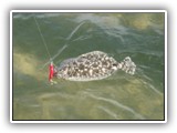 Nice Flounder