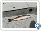 Trey's 29 inch Red
